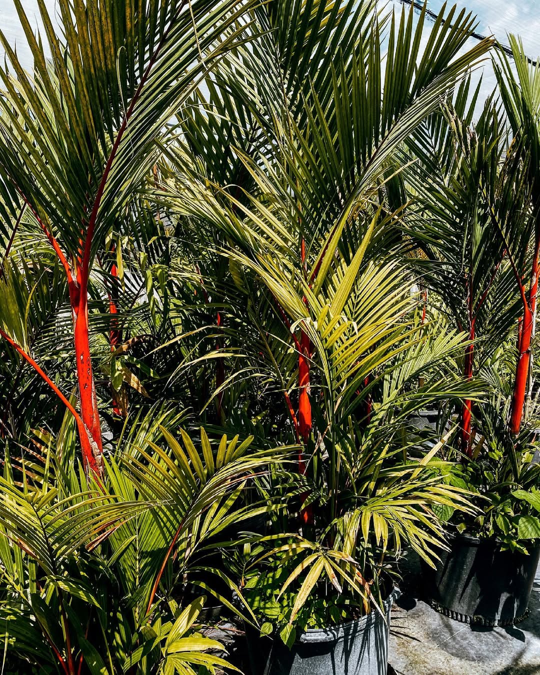 pohon palem merah pohon palem merah