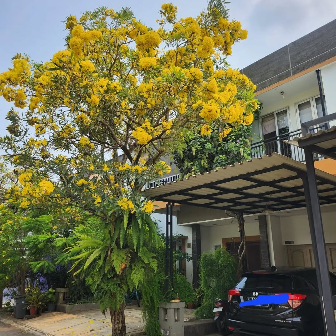pohon peneduh pohon hias depan rumah, tabebuya pohon peneduh pohon hias depan rumah, tabebuya