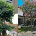 7 Pohon Peneduh Rumah Minimalis: Teduh, Estetis, dan Aman untuk Fondasi