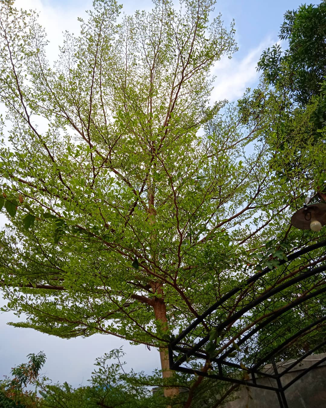 pohon peneduh rumah minimalis, ketapang kencana pohon peneduh rumah minimalis, ketapang kencana