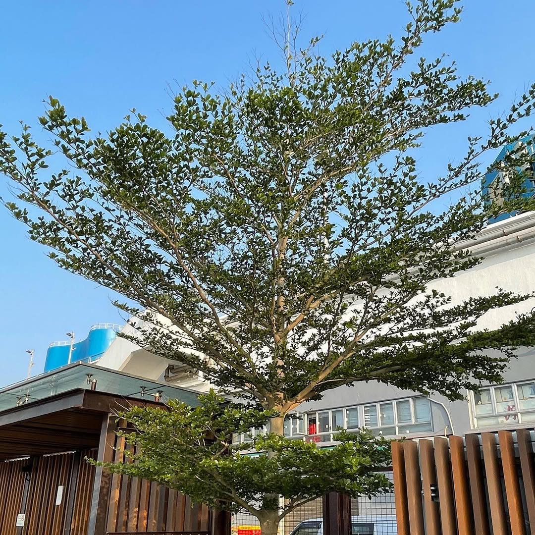 pohon peneduh rumah minimalis, pohon ketapang kencana pohon peneduh rumah minimalis, pohon ketapang kencana