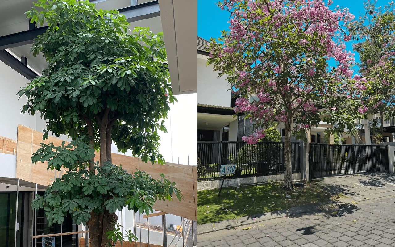 pohon peneduh rumah minimalis