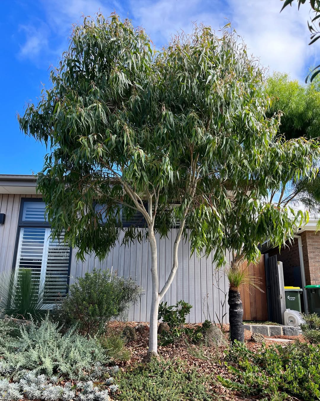 pohon pengusir nyamuk, lemon eukaliptus