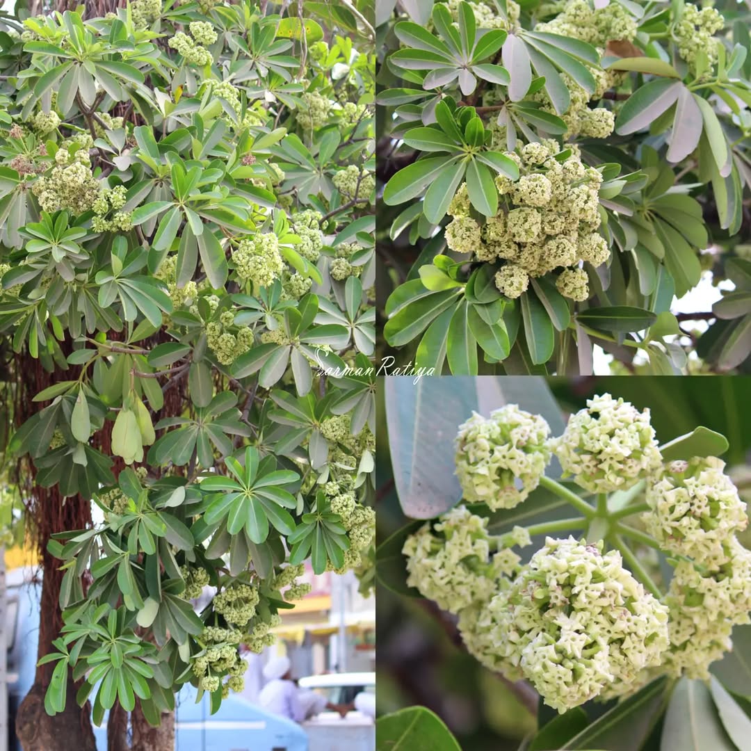 pohon pule pohon pule