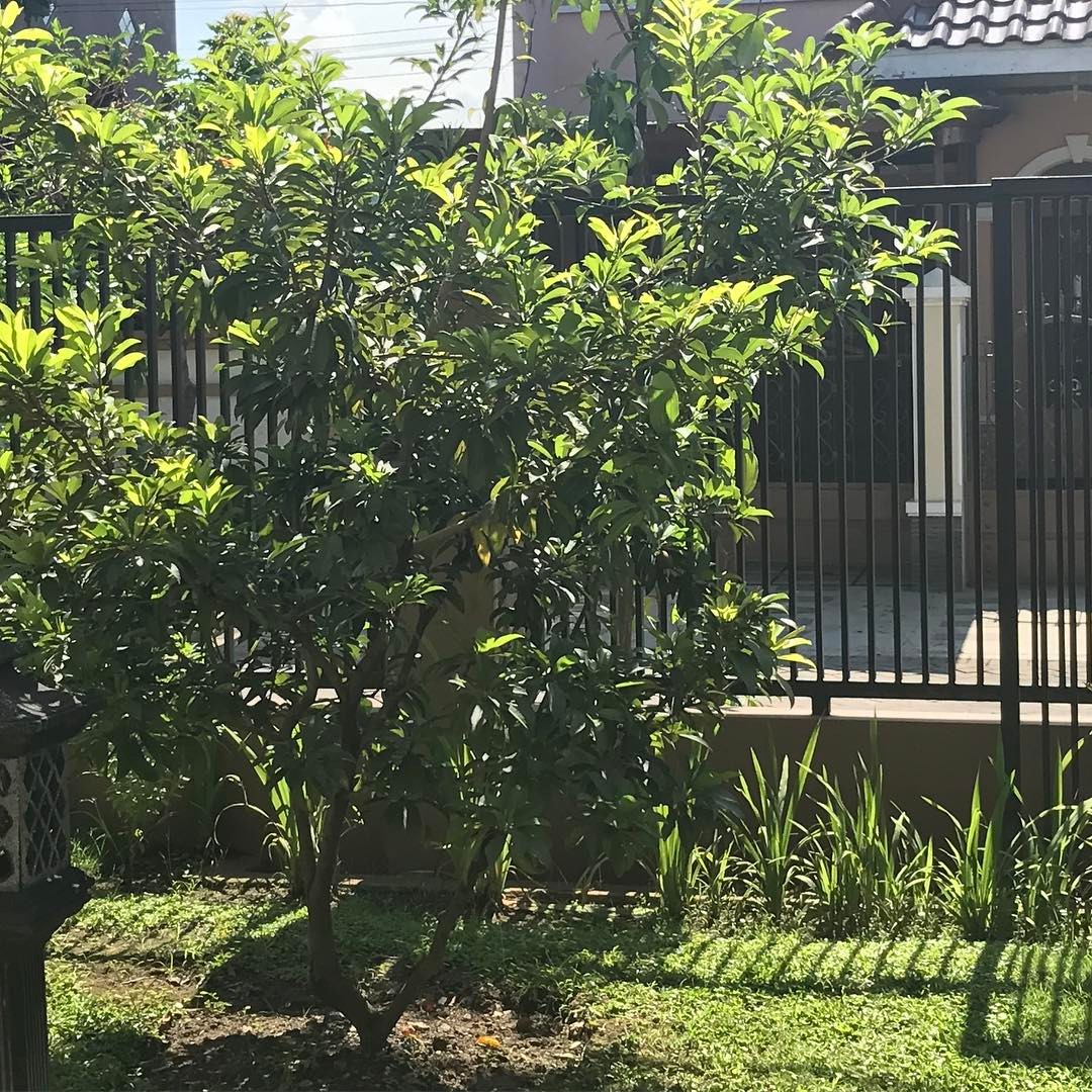 pohon sawo kecik pembawa rezeki