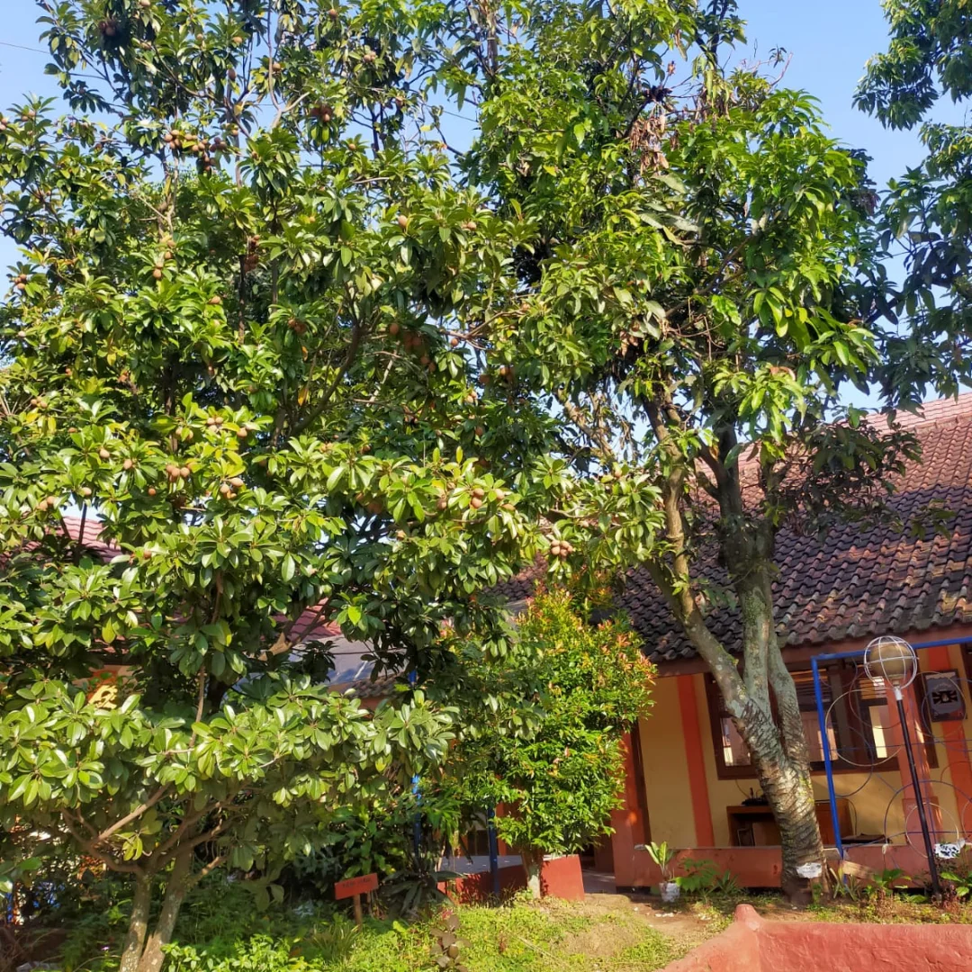 pohon sawo pohon sawo