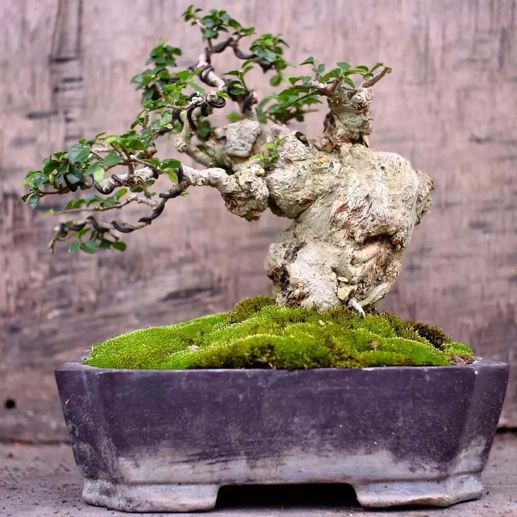 pohon serut bonsai pohon serut bonsai