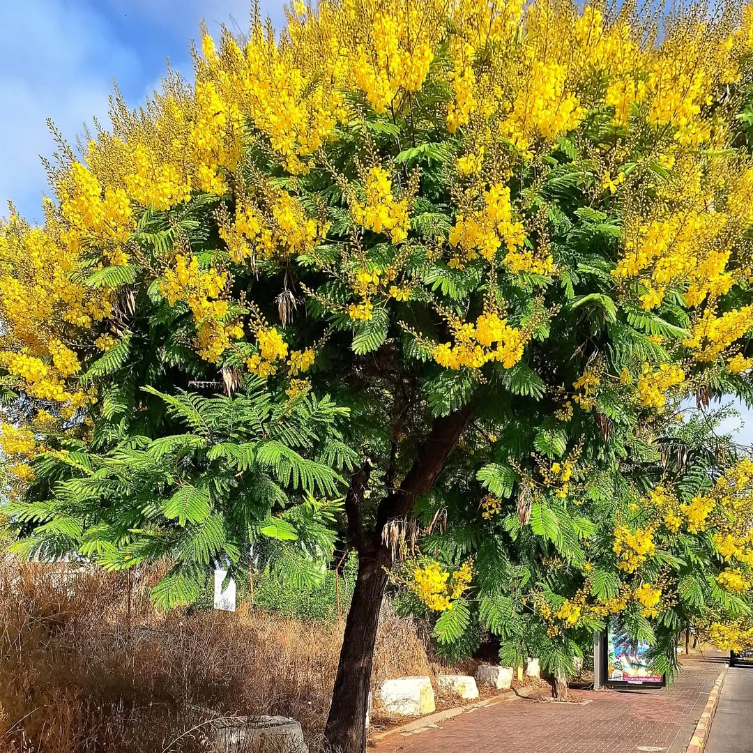 pohon soga pohon soga