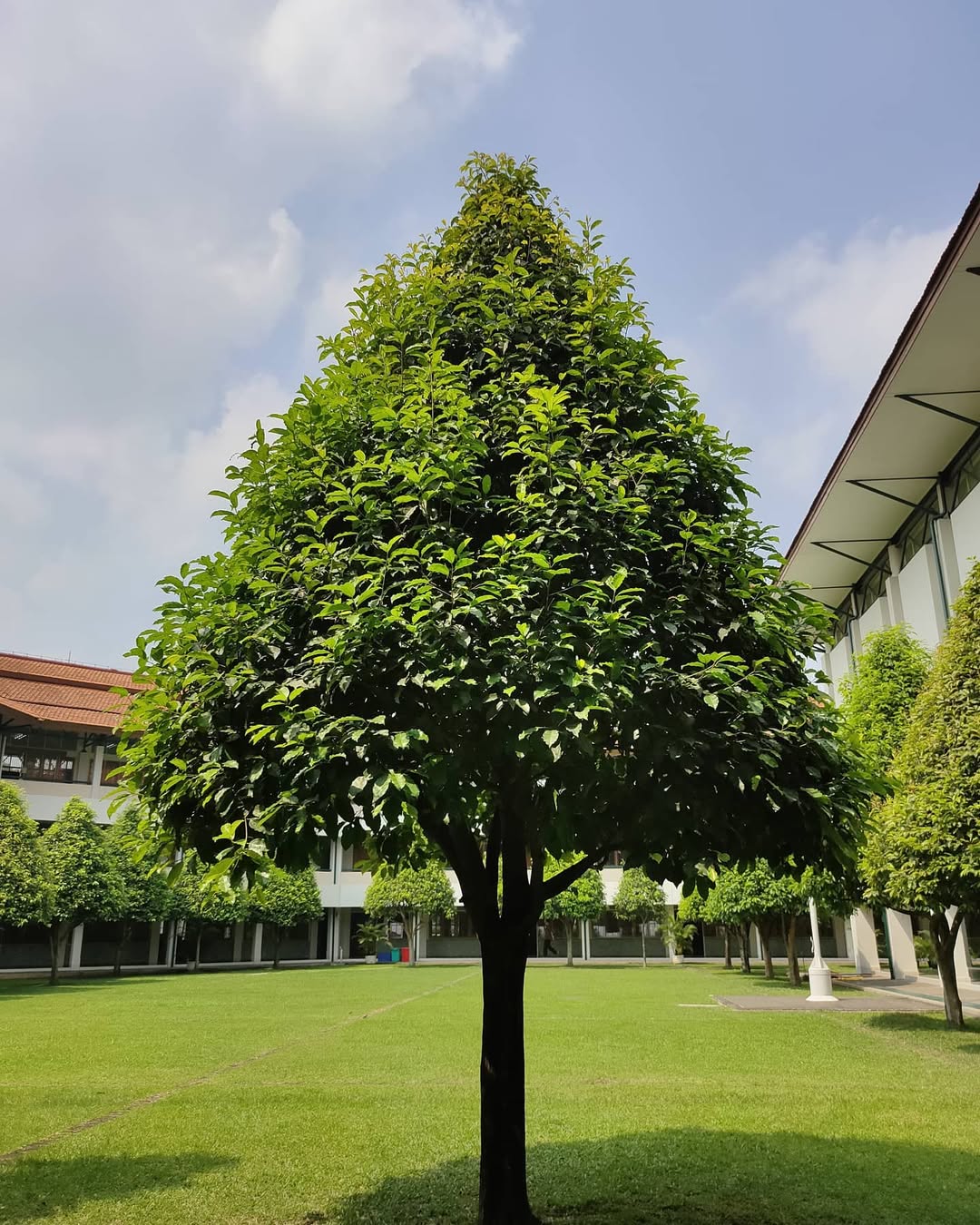 pohon tanjung untuk rumah minimalis pohon tanjung untuk rumah minimalis