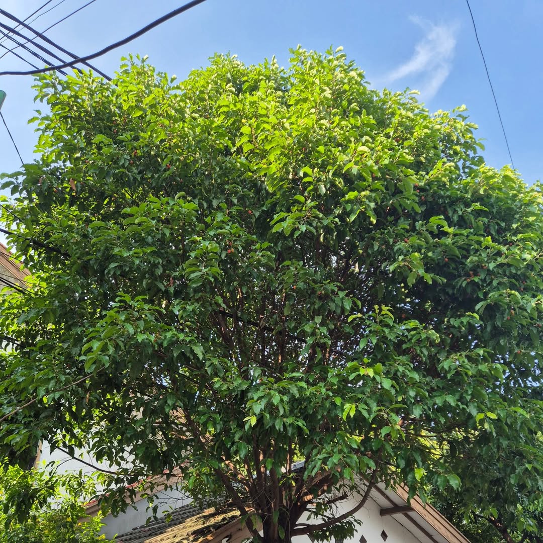 pohon tanjung pohon tanjung