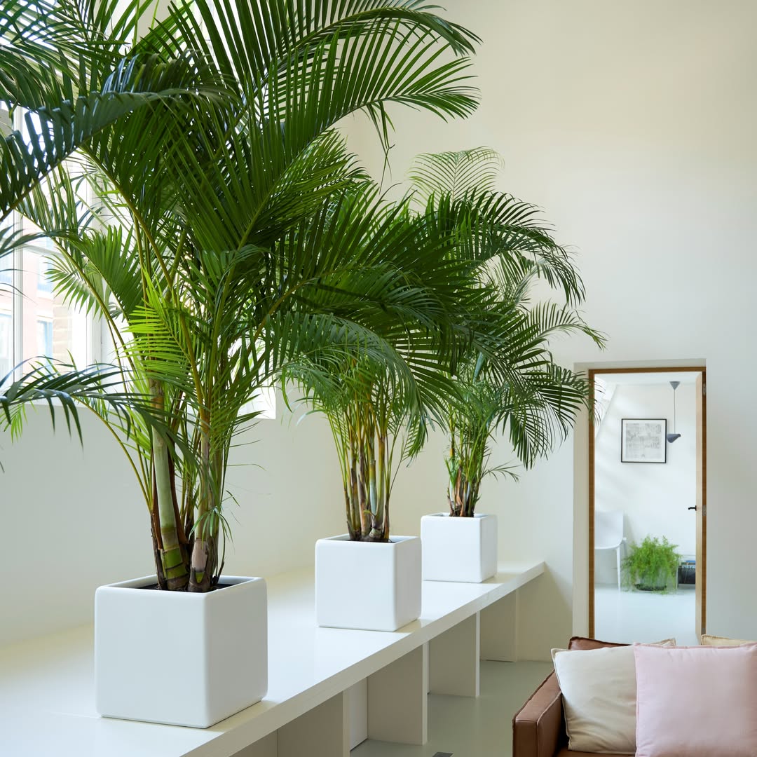 pohon untuk taman dalam rumah, areca palm pohon untuk taman dalam rumah, areca palm