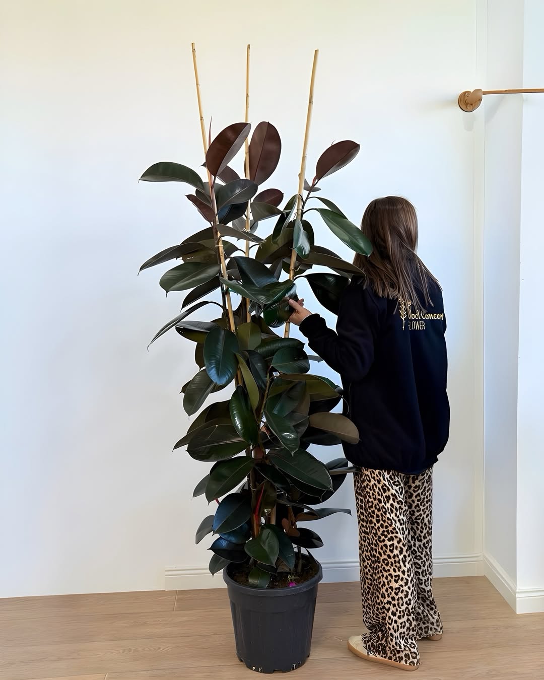 pohon yang cocok di dalam rumah, rubber plant pohon yang cocok di dalam rumah, rubber plant