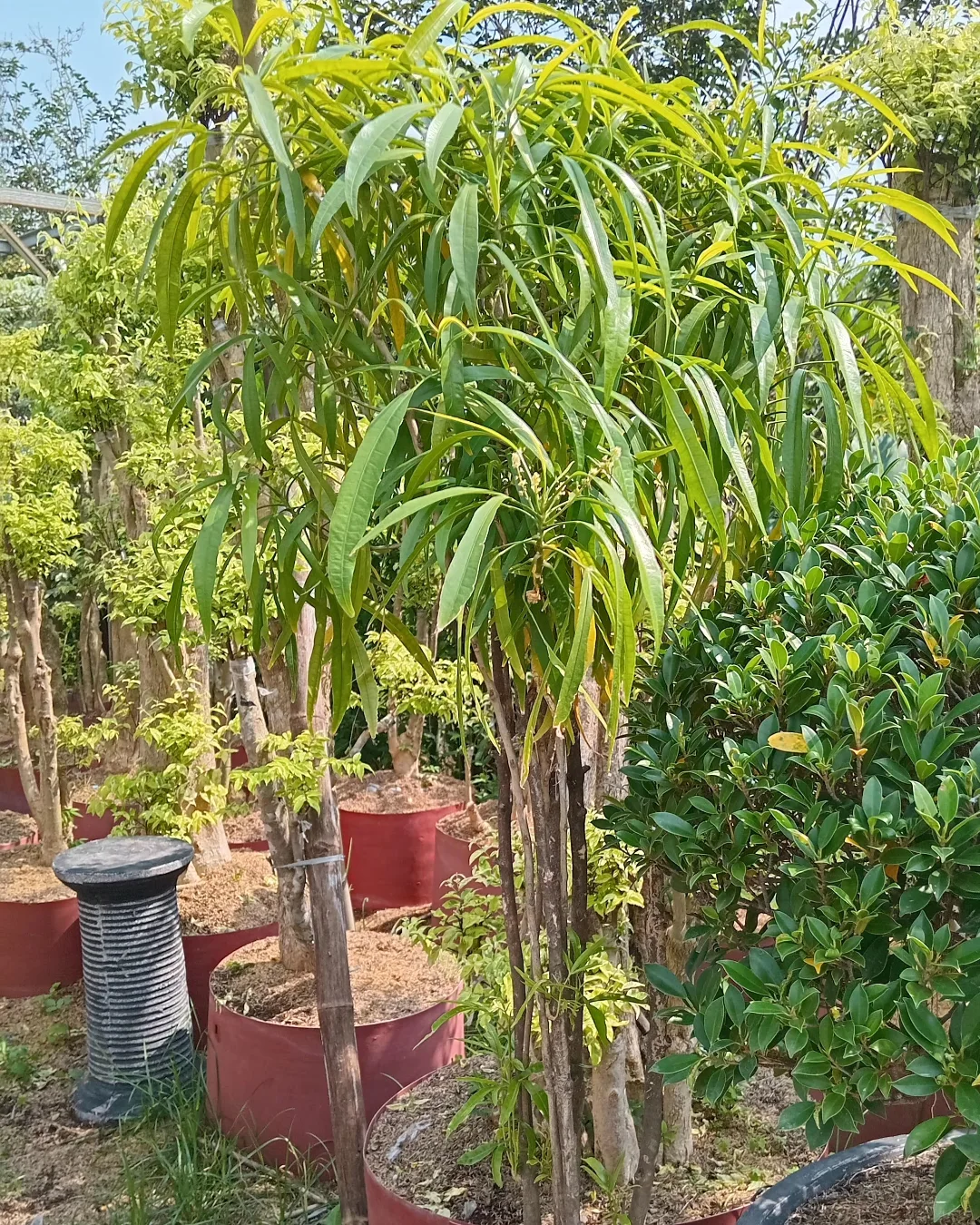 pohon zodia anti nyamuk