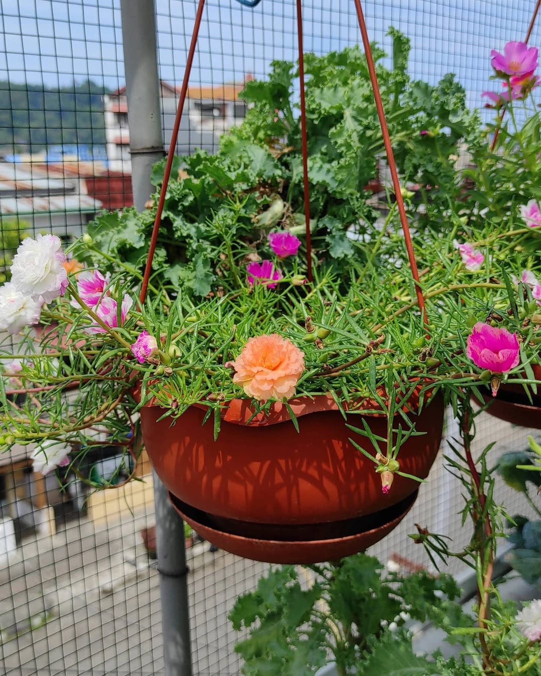 portulaca dalam pot gantung portulaca dalam pot gantung