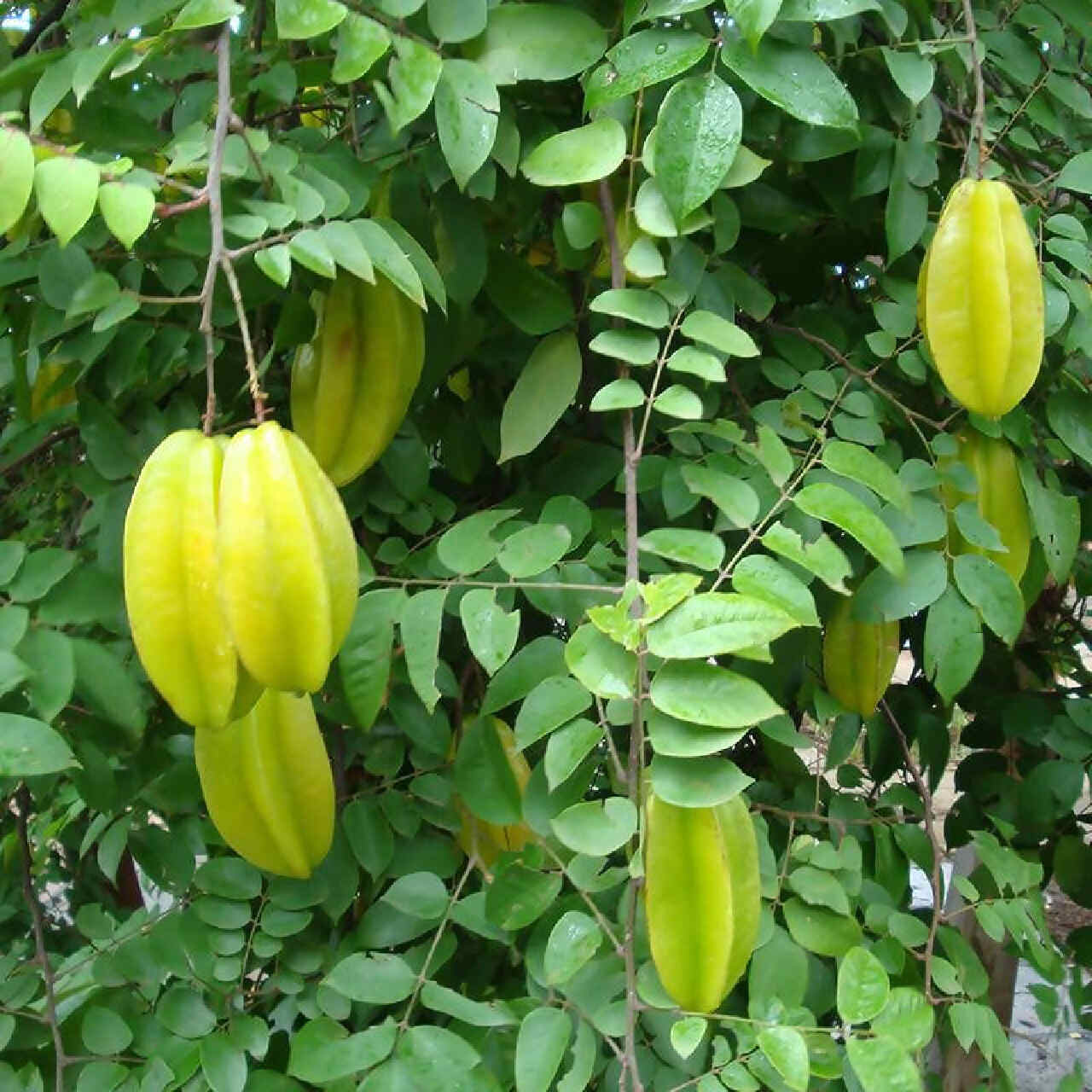 rekomendasi tanaman buah depan rumah belimbing