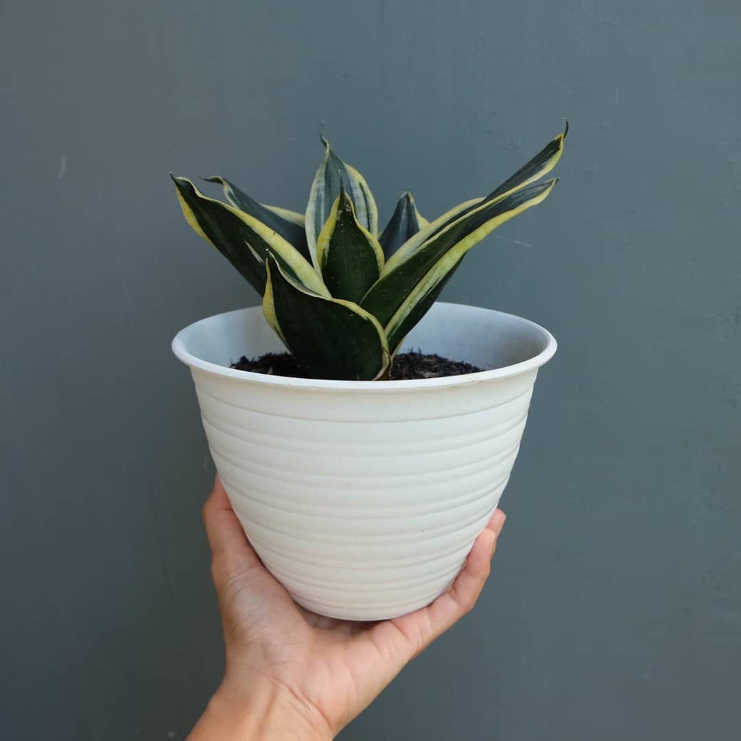 sansevieria batang