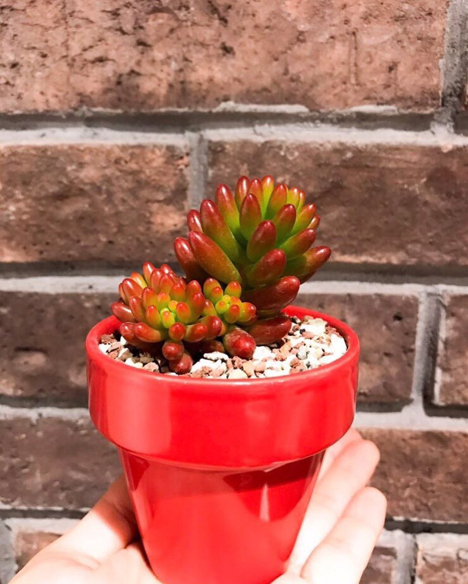 sedum mini sedum mini