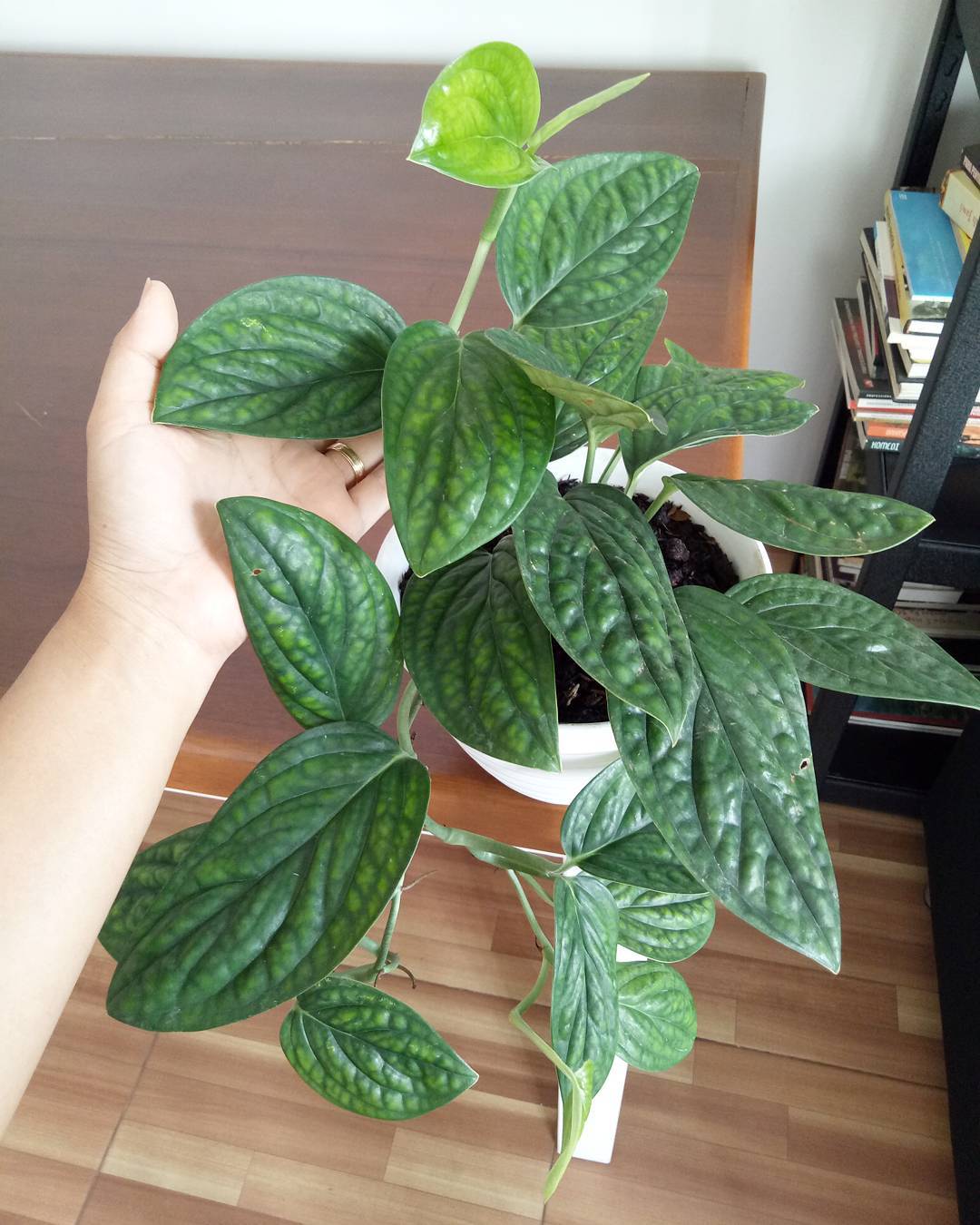 sirih belanda dalam rumah sirih belanda dalam rumah