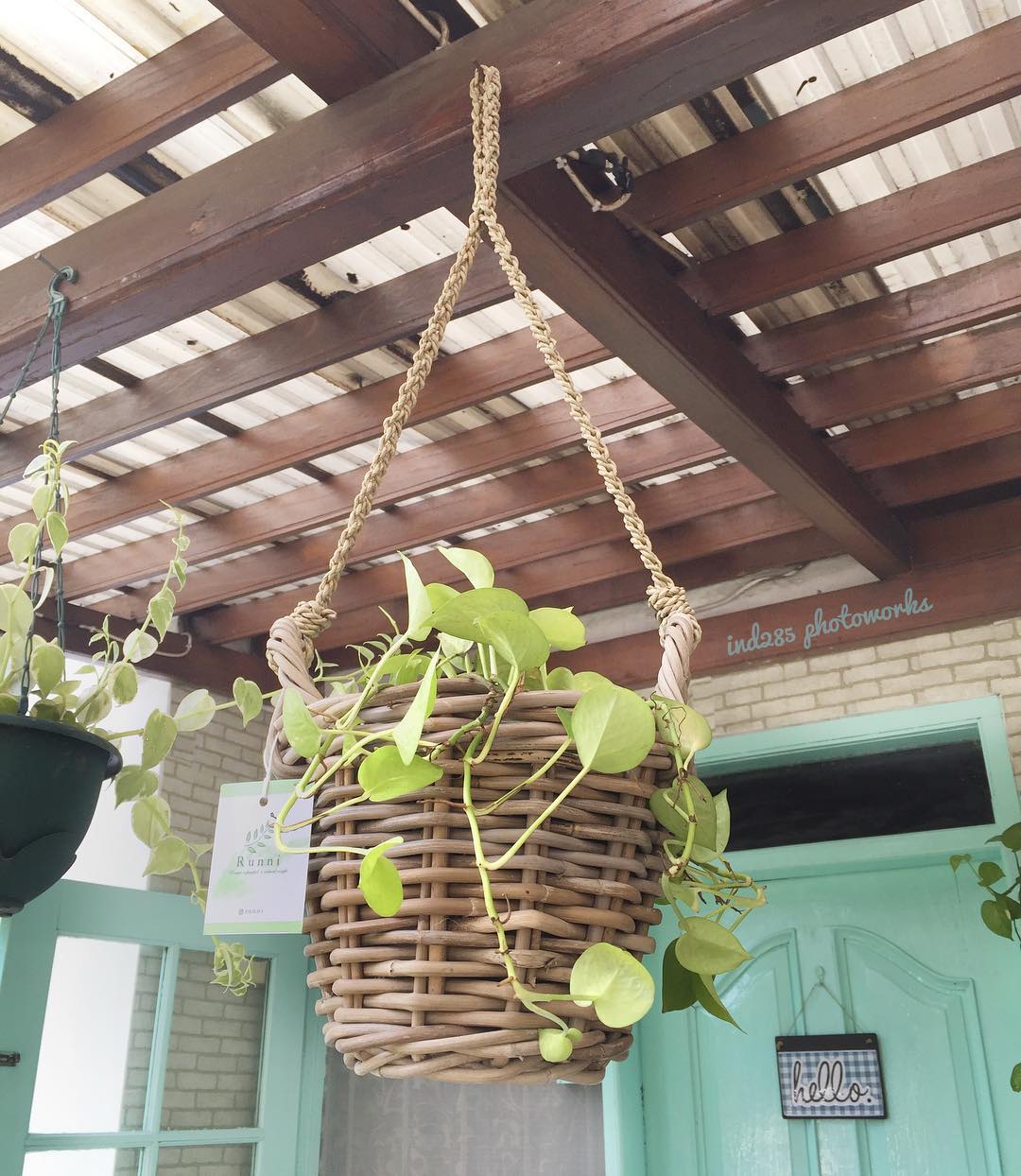 sirih gading gantung depan rumah sirih gading gantung depan rumah