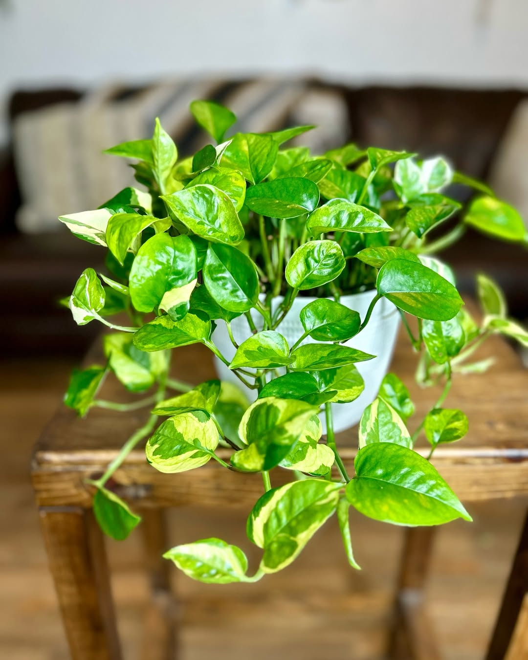 sirih gading hias pembawa rezeki sirih gading hias pembawa rezeki