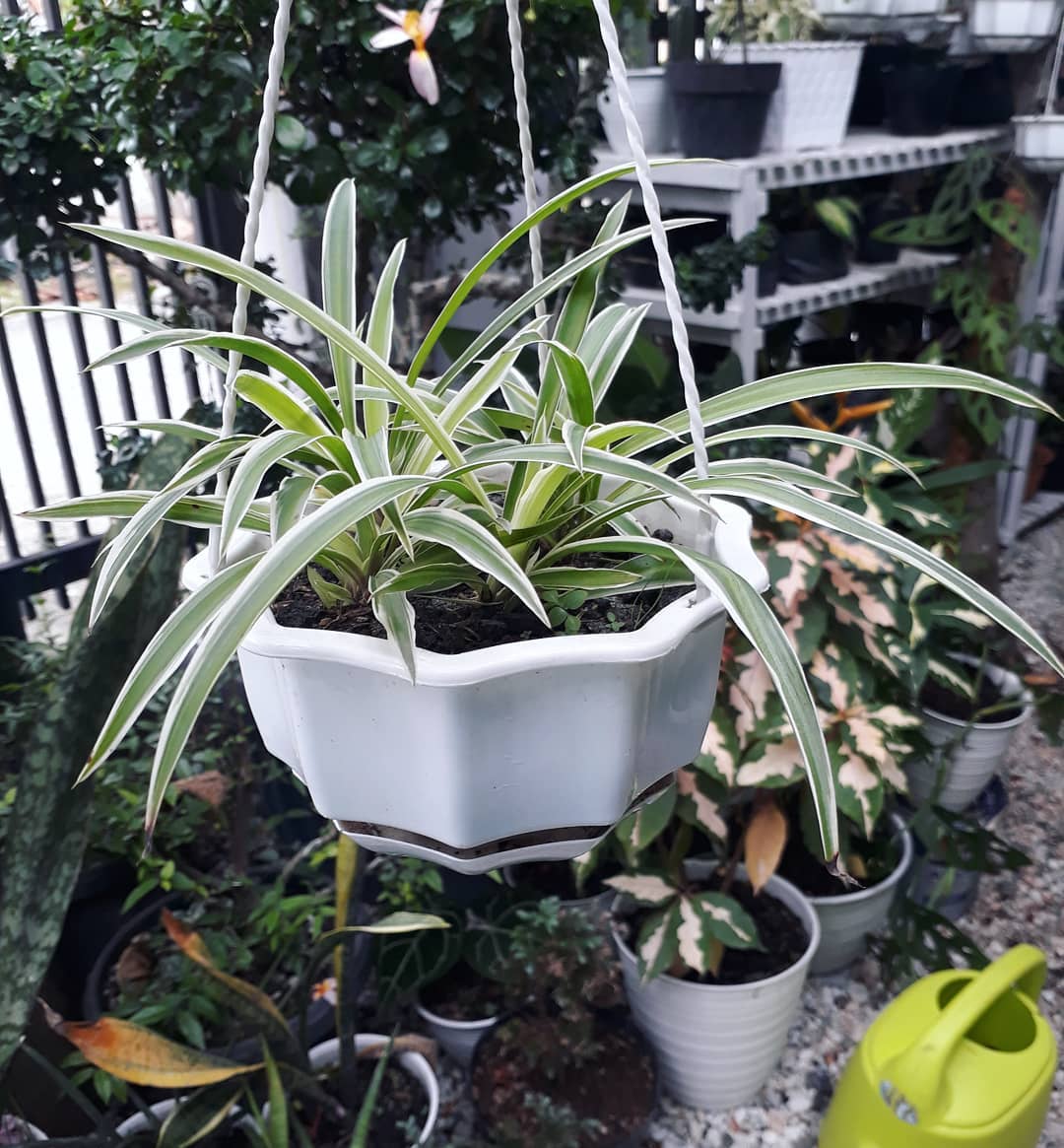 spider plant dalam pot gantung spider plant dalam pot gantung