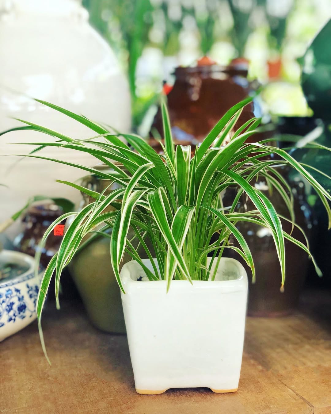 spider plant dalam rumah spider plant dalam rumah