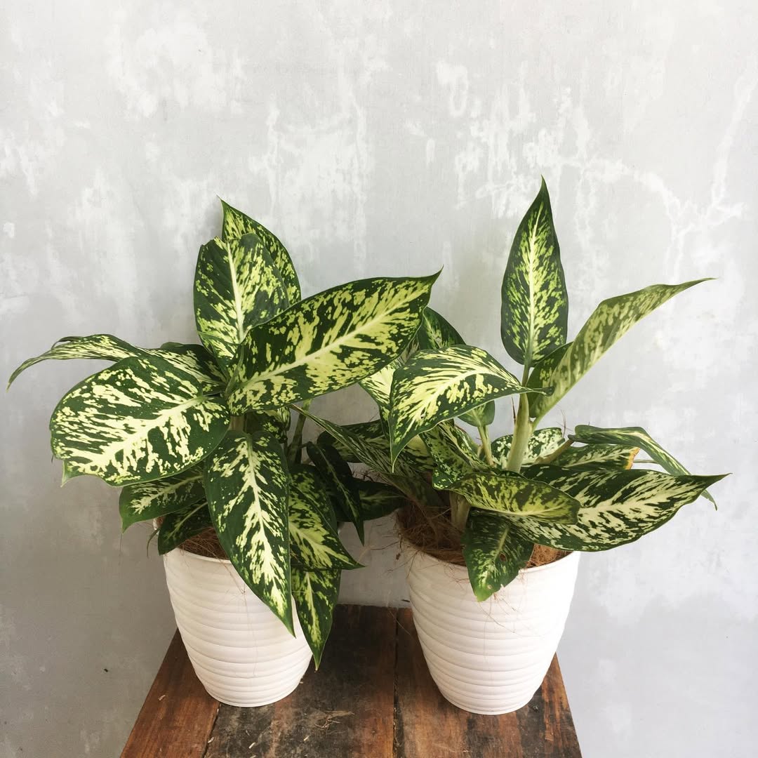 sri rejeki pembawa rezeki