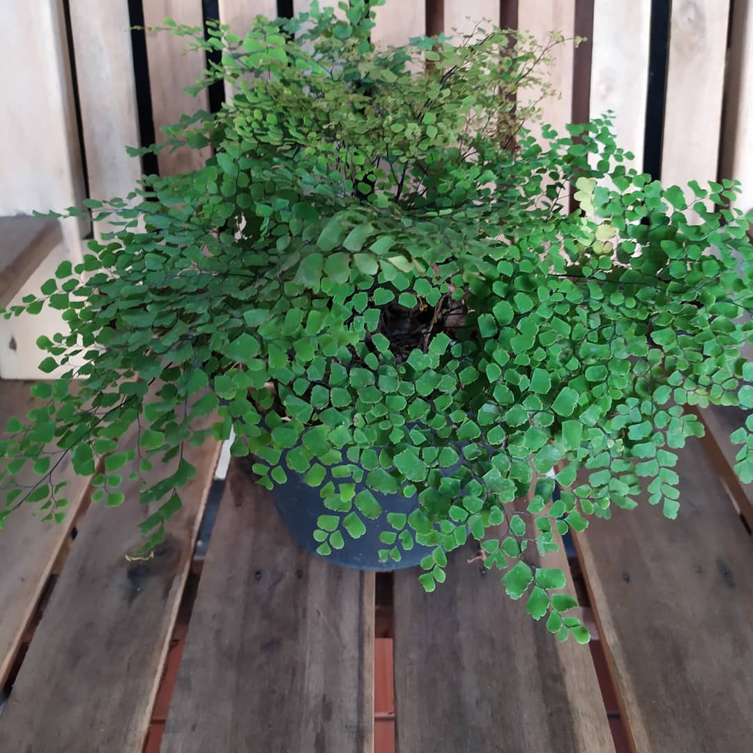 suplir mini suplir mini