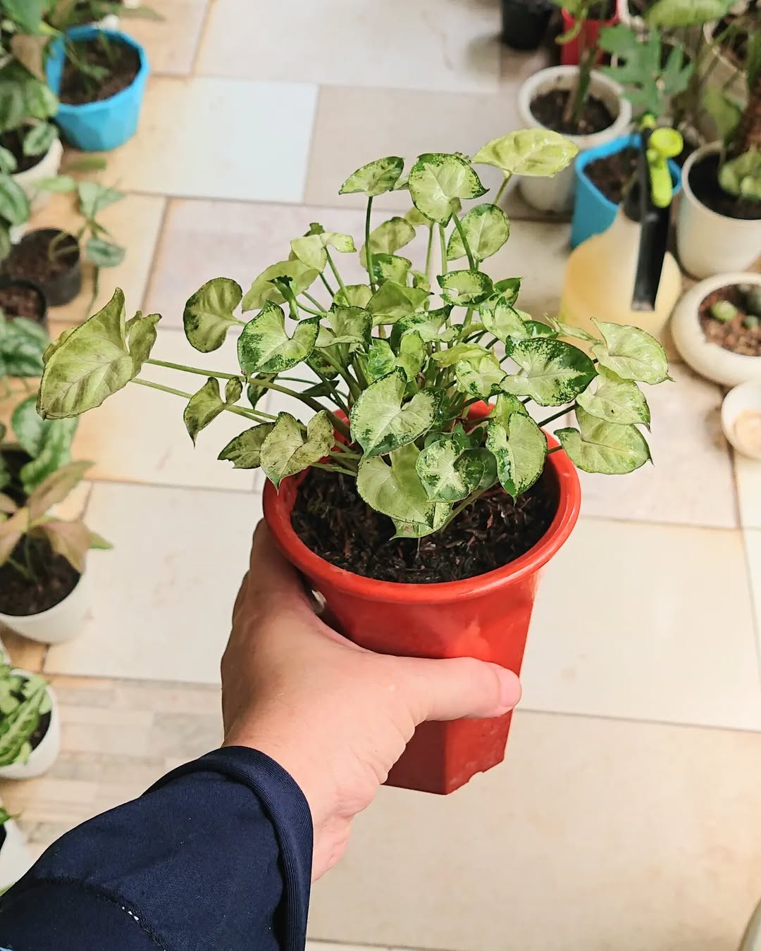 syngonium mini syngonium mini