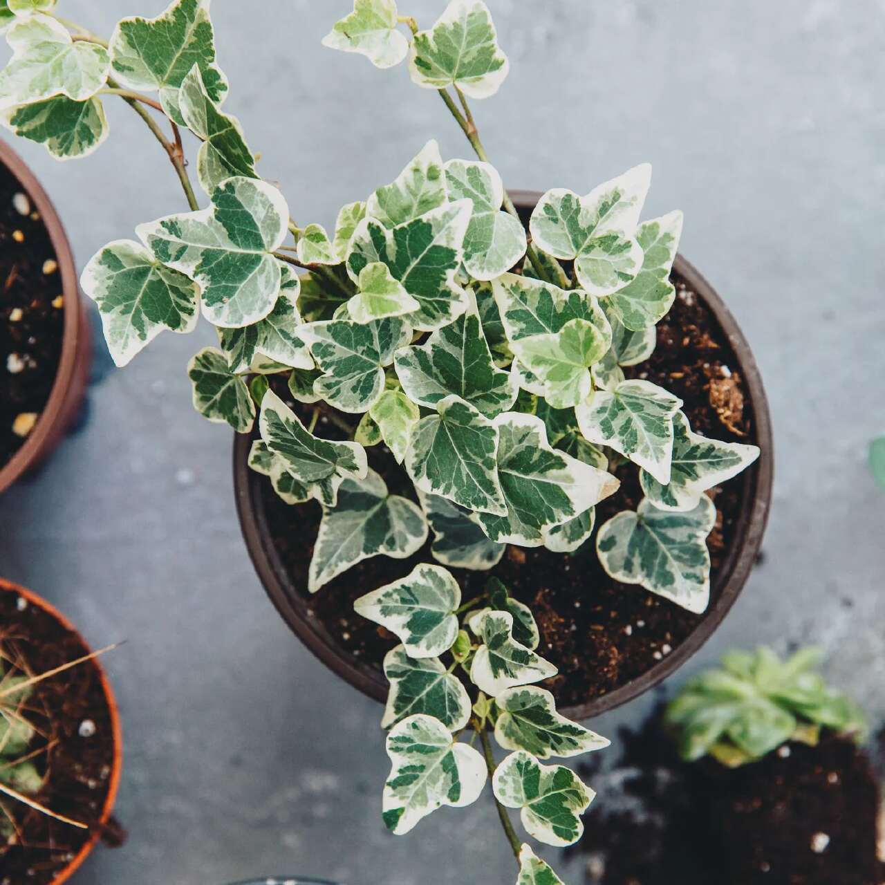 tanaman English Ivy