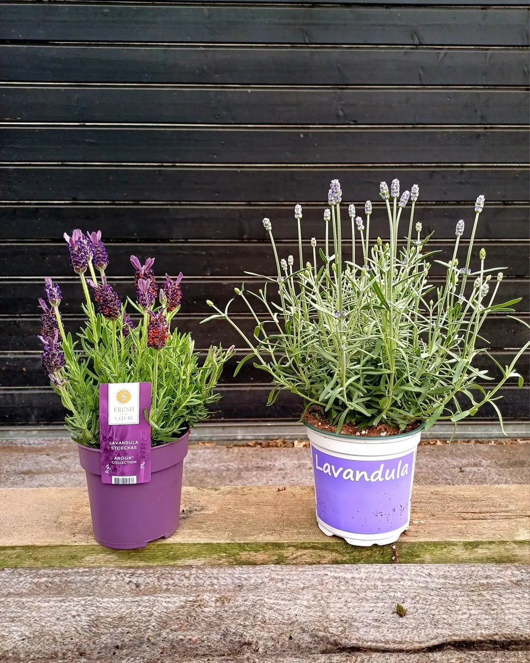 tanaman anti nyamuk, lavender