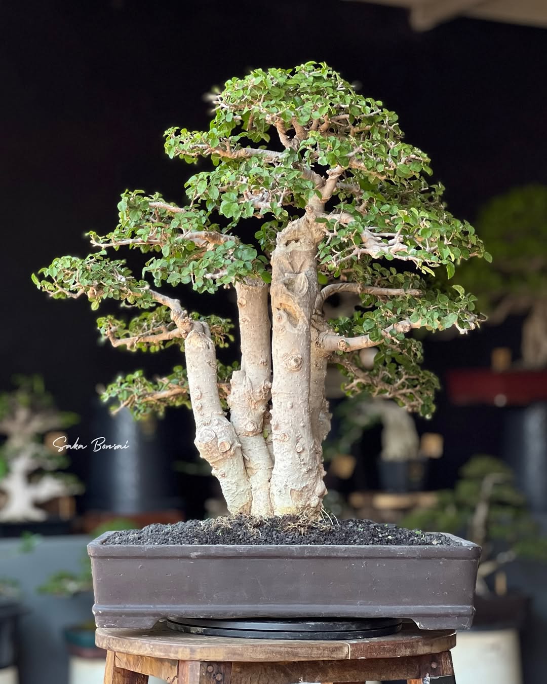 tanaman bonsai serut tanaman bonsai serut
