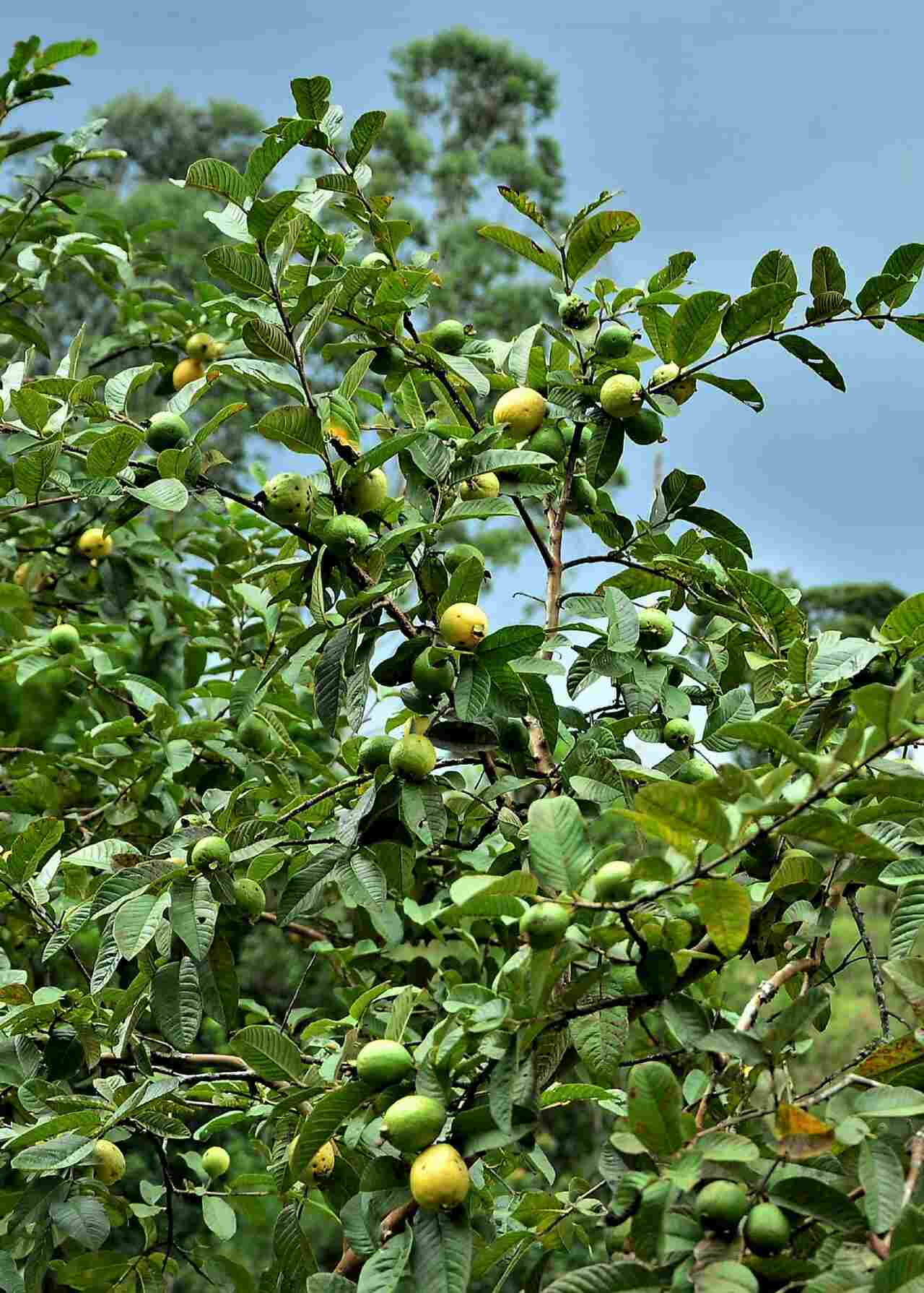 tanaman buah depan rumah jambu biji