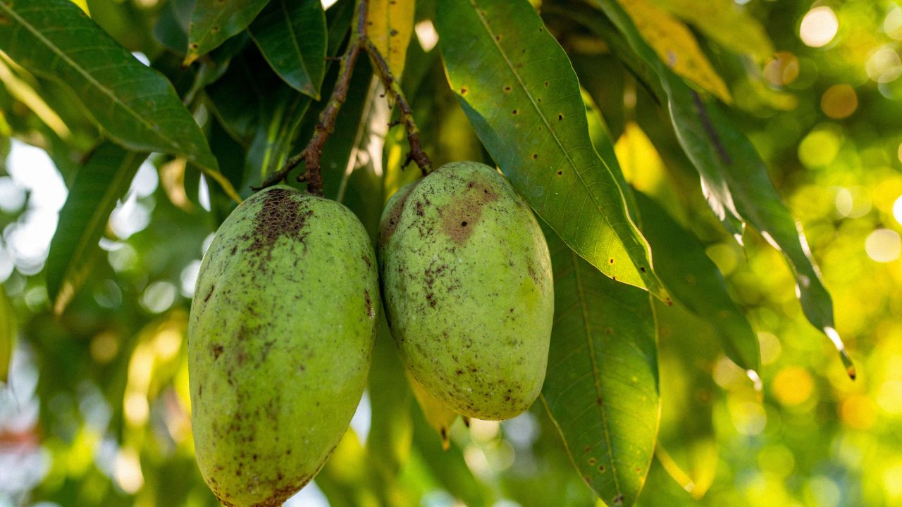 tanaman buah depan rumah