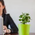 5 Jenis Tanaman dalam Ruangan Kantor yang Mudah Dirawat