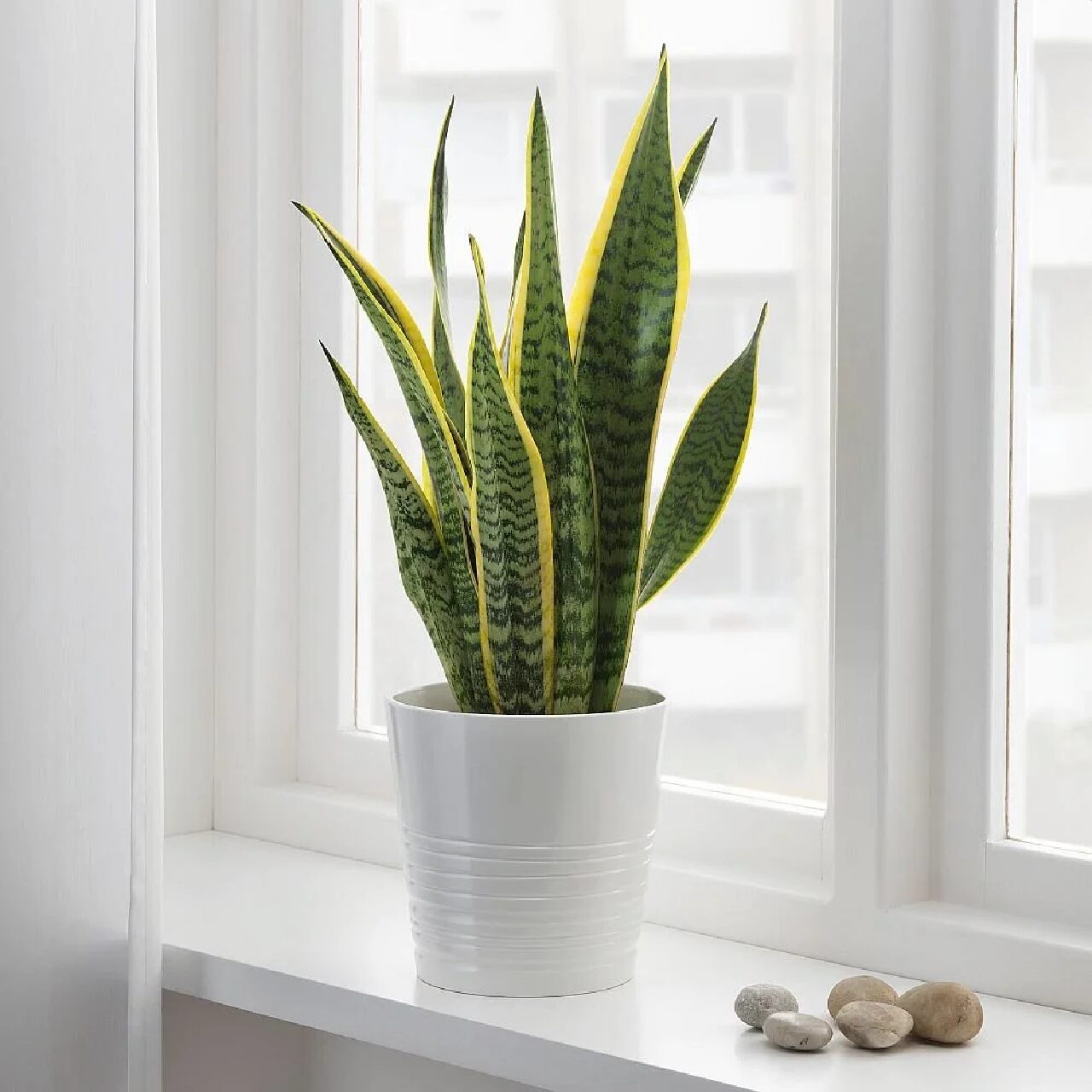 tanaman dalam ruangan kantor snake plant