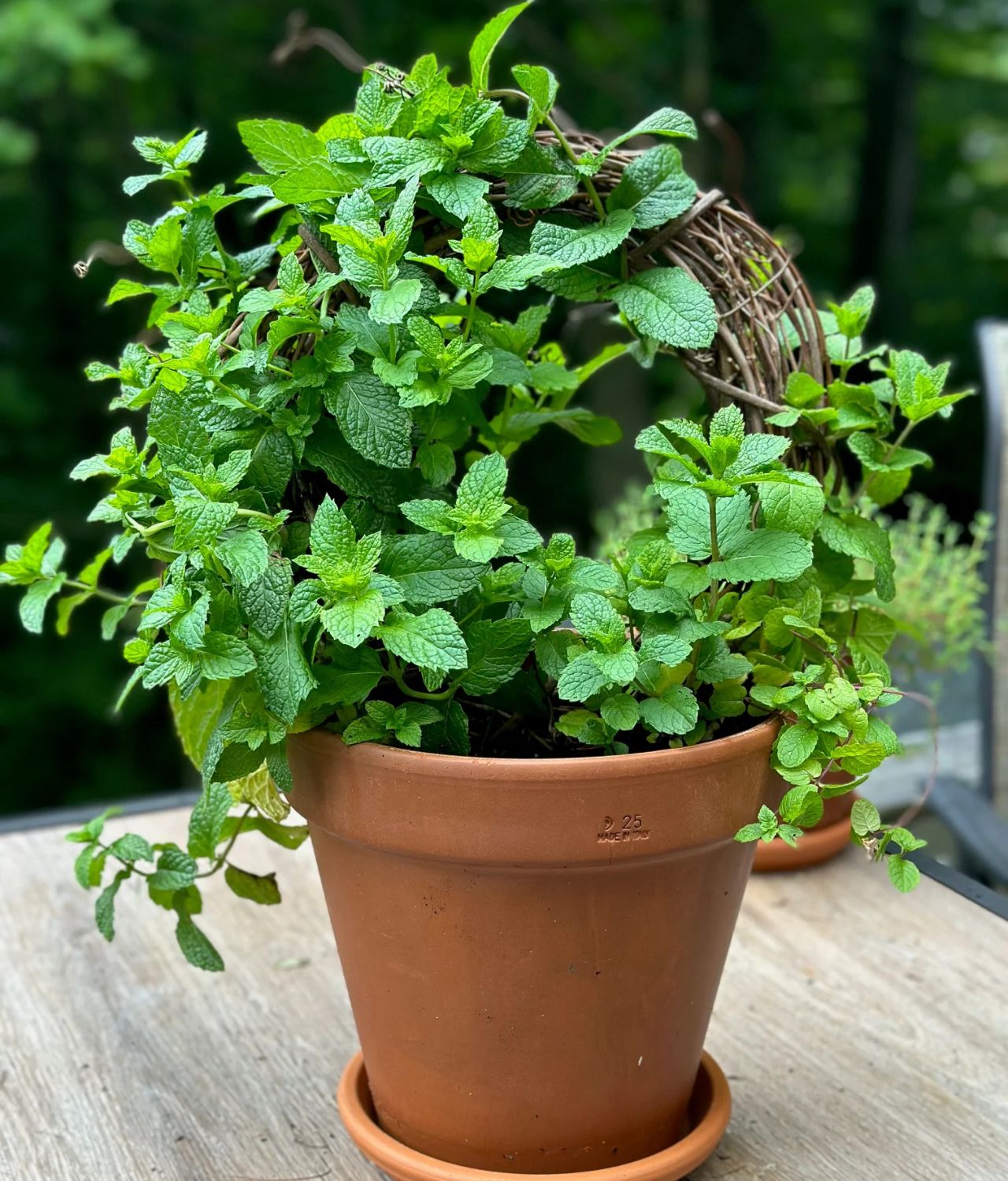 tanaman dapur hidup daun mint