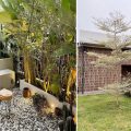6 Tanaman Depan Rumah Estetik yang Bikin Halaman Menawan dan Instagramable