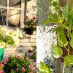 16 Inspirasi Tanaman Gantung Depan Rumah yang Cantik