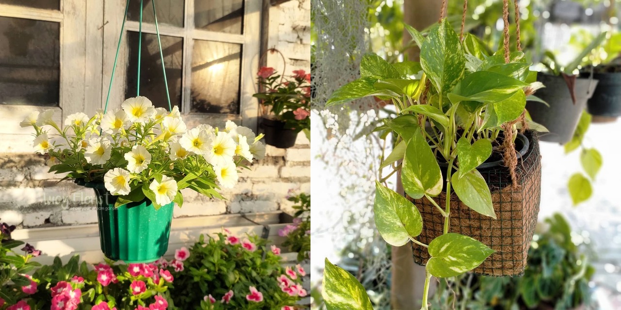 tanaman gantung depan rumah