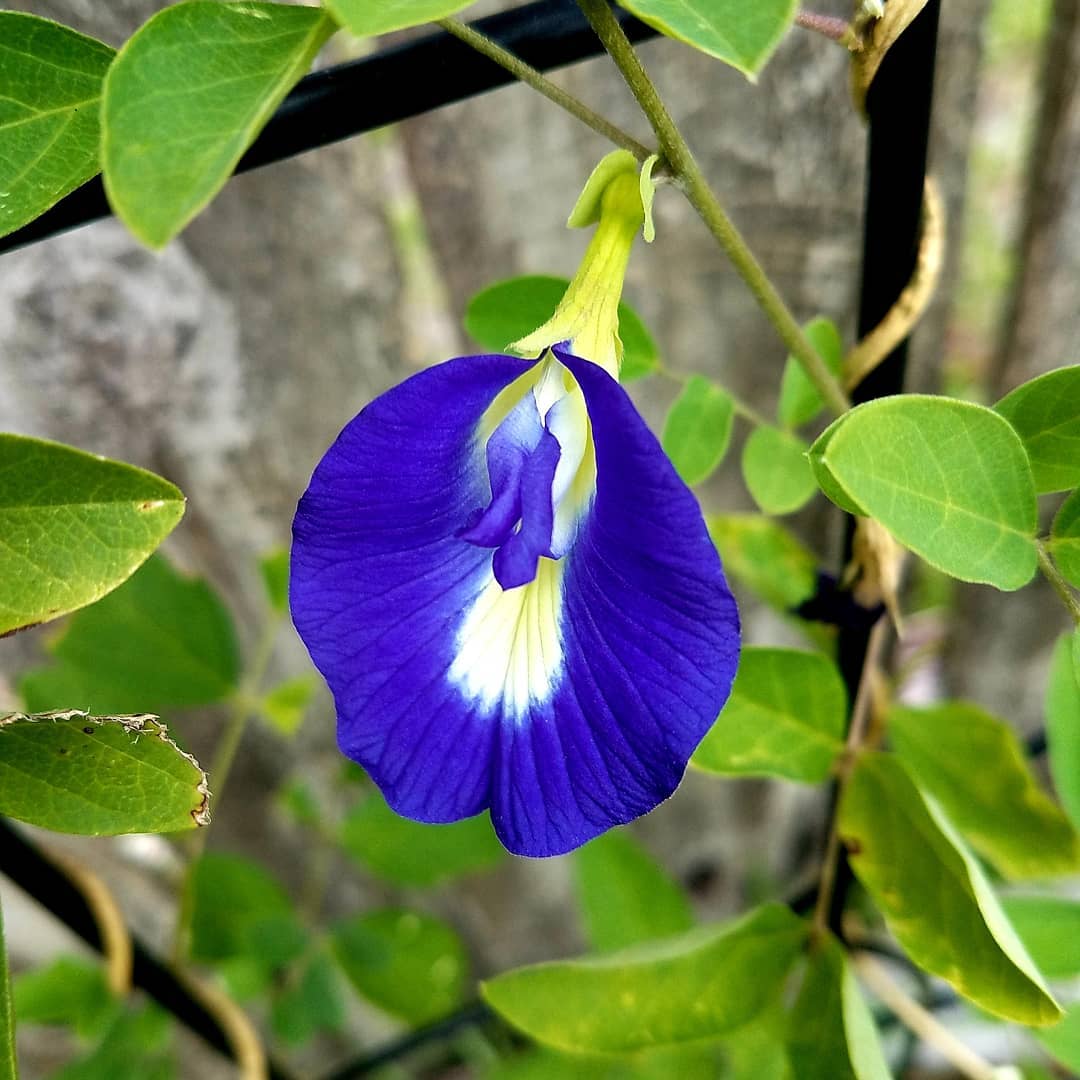 tanaman herbal tanaman herbal