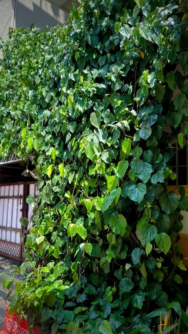 contoh tanaman herbal tanaman herbal