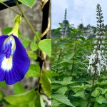 8 Tanaman Herbal yang Mempercantik Halaman Rumah