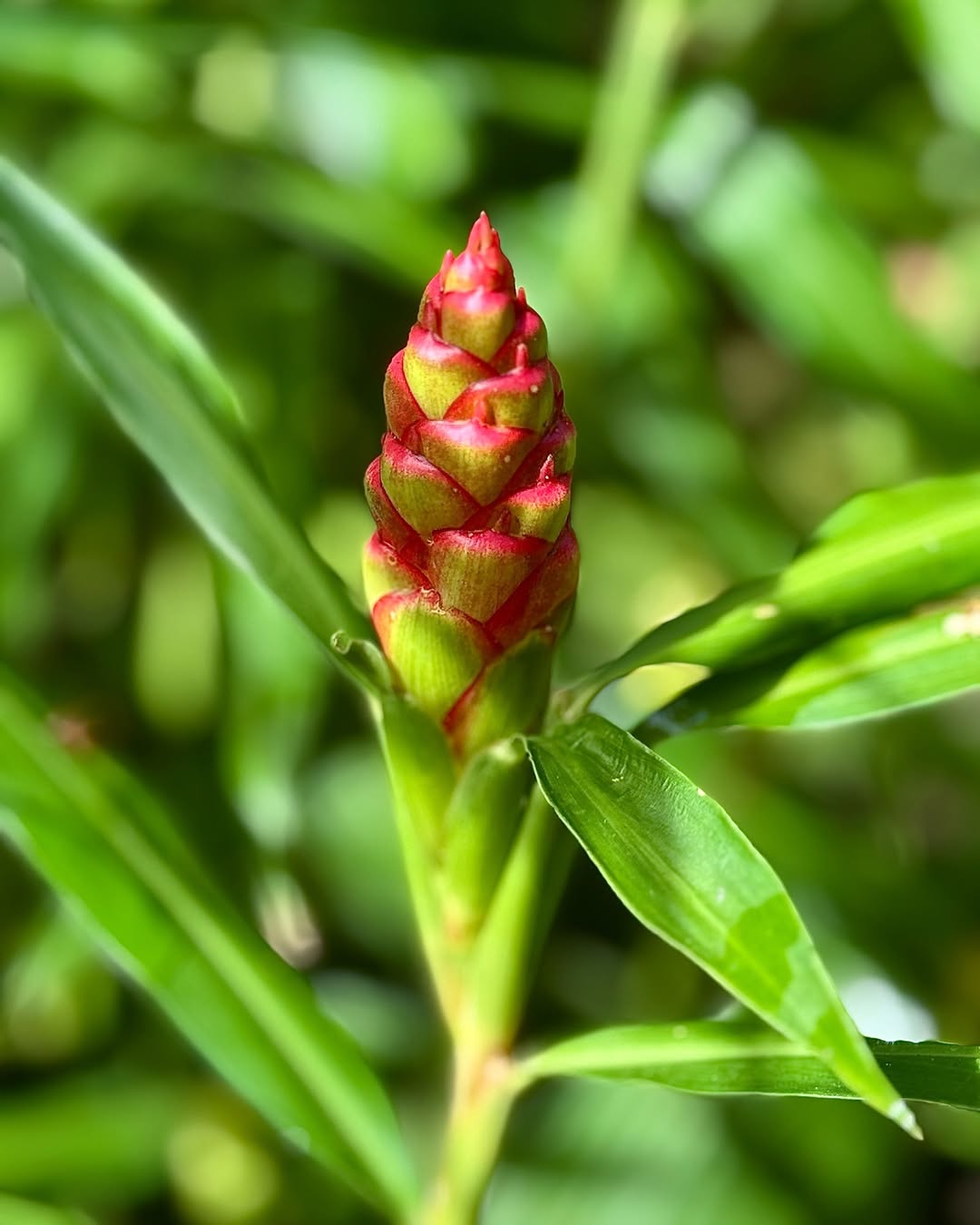 tanaman herbal tanaman herbal