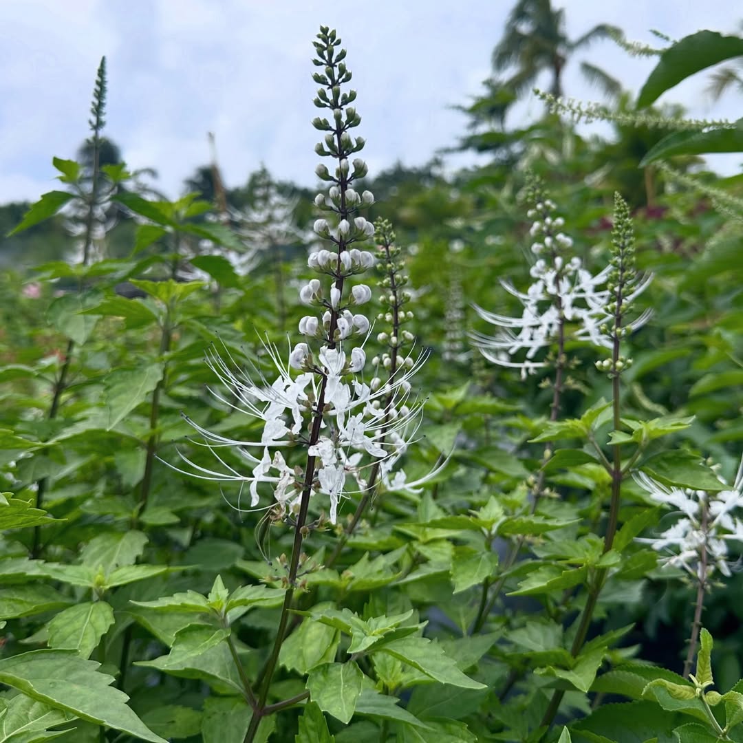 tanaman herbal di rumah tanaman herbal