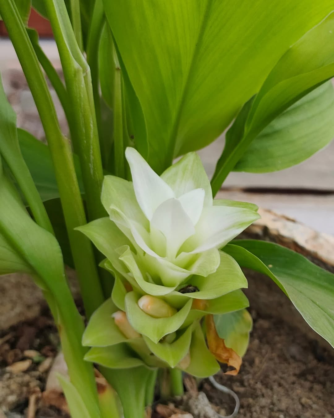 nama tanaman obat nama tanaman obat