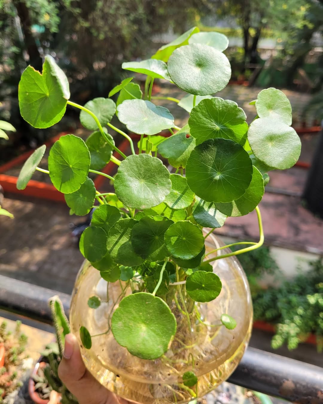 tanaman herbal rumah tanaman herbal