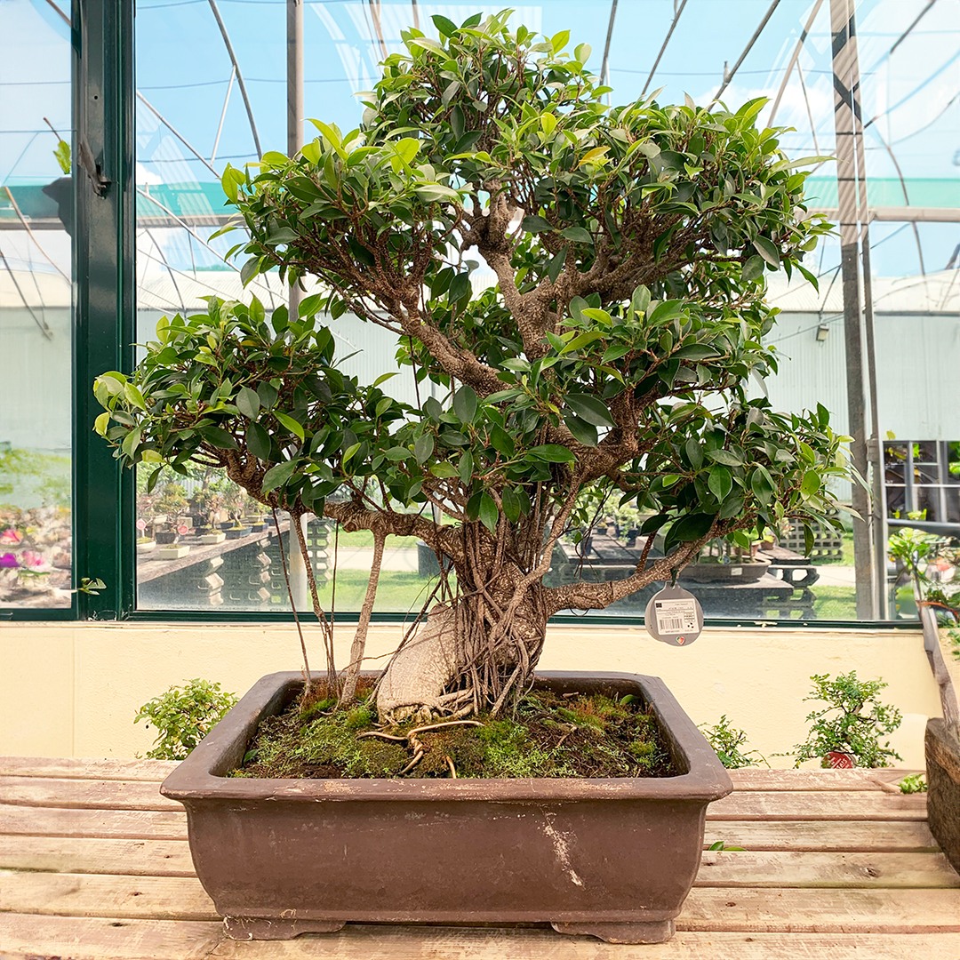 tanaman hias akar, bonsai ficus
