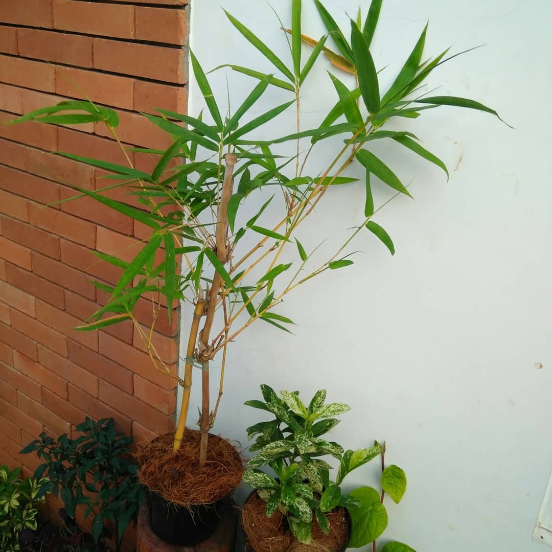 tanaman hias batang, Bambu Kuning