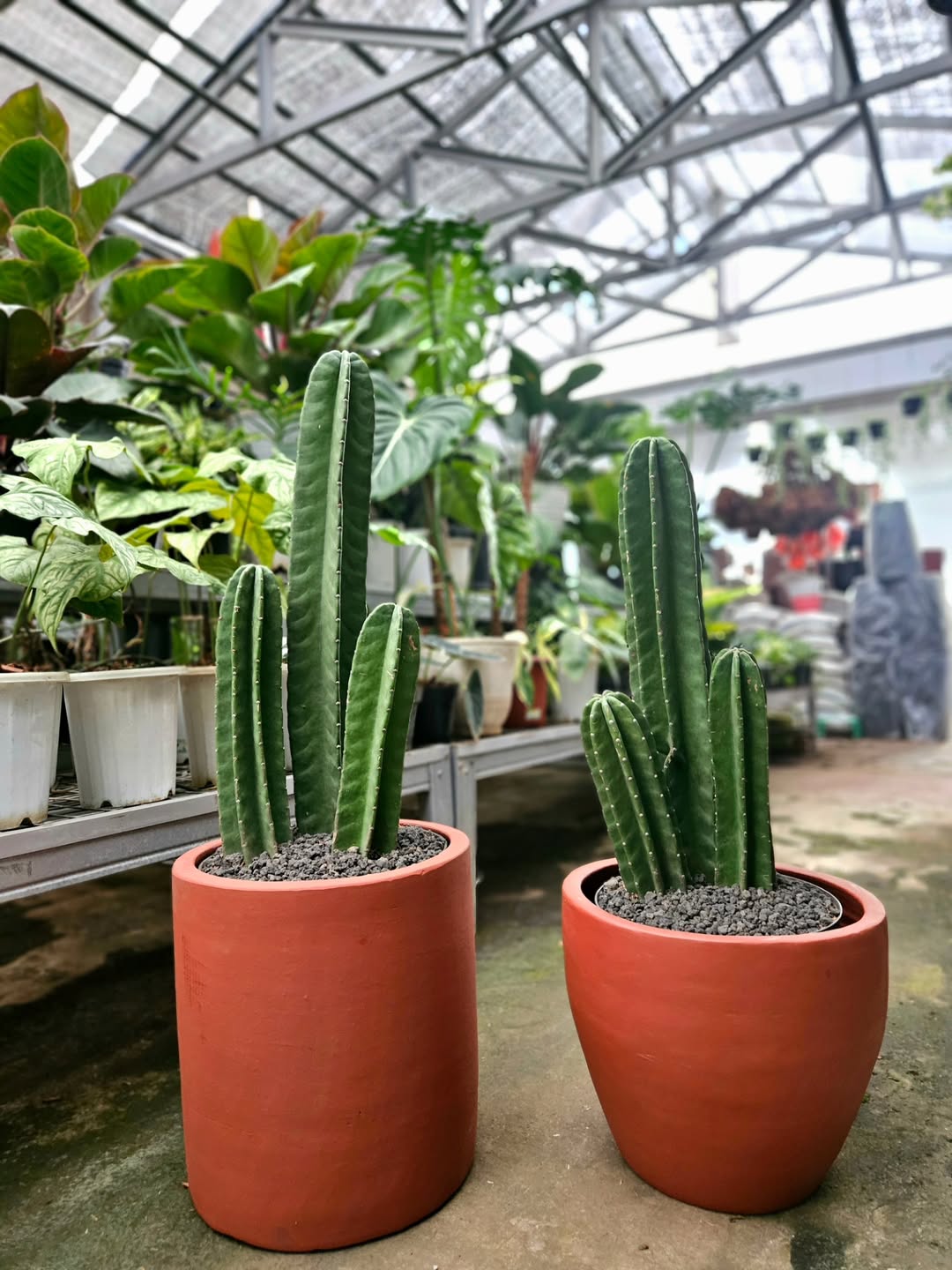 tanaman hias batang berduri, kaktus